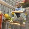 comment-small-img