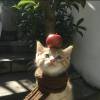 comment-small-img