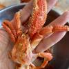 comment-small-img