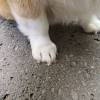 comment-small-img