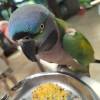 comment-small-img