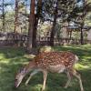 comment-small-img