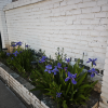comment-small-img