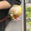 comment-small-img
