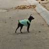 comment-small-img