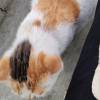 comment-small-img