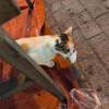 comment-small-img