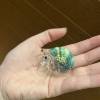 comment-small-img