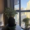 comment-small-img