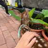 comment-small-img