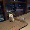 comment-small-img