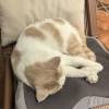 comment-small-img