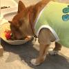 comment-small-img