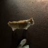 comment-small-img
