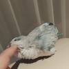 comment-small-img