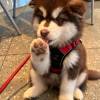 comment-small-img