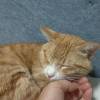comment-small-img