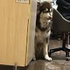 comment-small-img