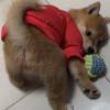 comment-small-img