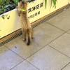 comment-small-img