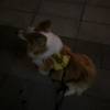 comment-small-img
