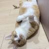 comment-small-img