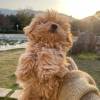 comment-small-img