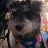 comment-small-img