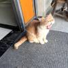 comment-small-img