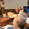 comment-small-img