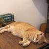 comment-small-img