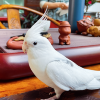 comment-small-img