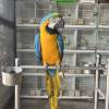 comment-small-img