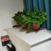 comment-small-img