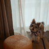 comment-small-img