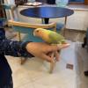 comment-small-img