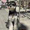 comment-small-img