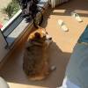 comment-small-img