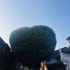 comment-small-img