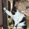 comment-small-img
