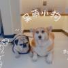 comment-small-img