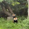 comment-small-img