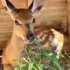 comment-small-img