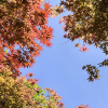 comment-small-img