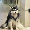comment-small-img