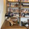 comment-small-img