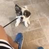 comment-small-img