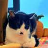 comment-small-img