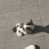 comment-small-img