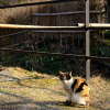 comment-small-img